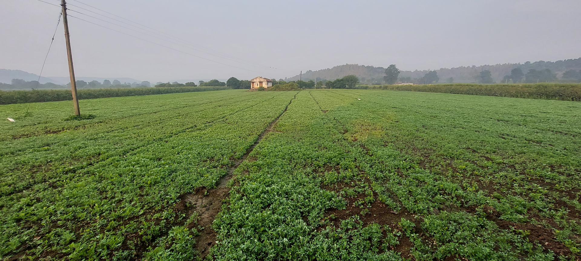 fenugreek Bhaji For Sale 60 Quintal