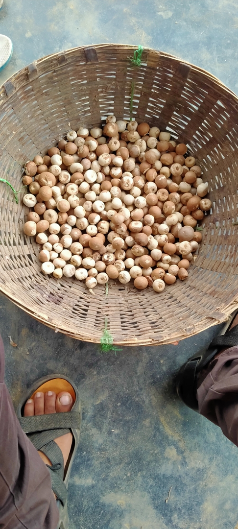 Betel Nut( Arecanut)