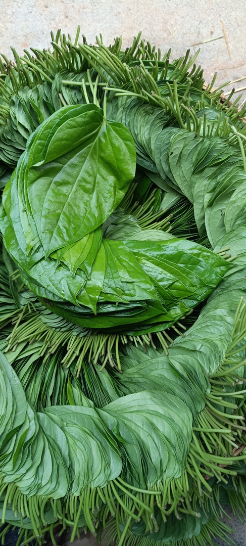 Betel Leaves