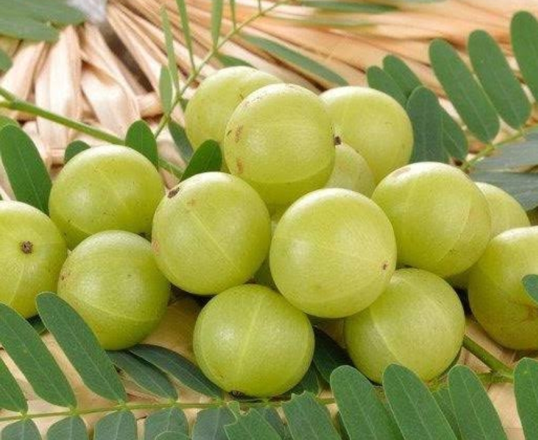 Desi Amla