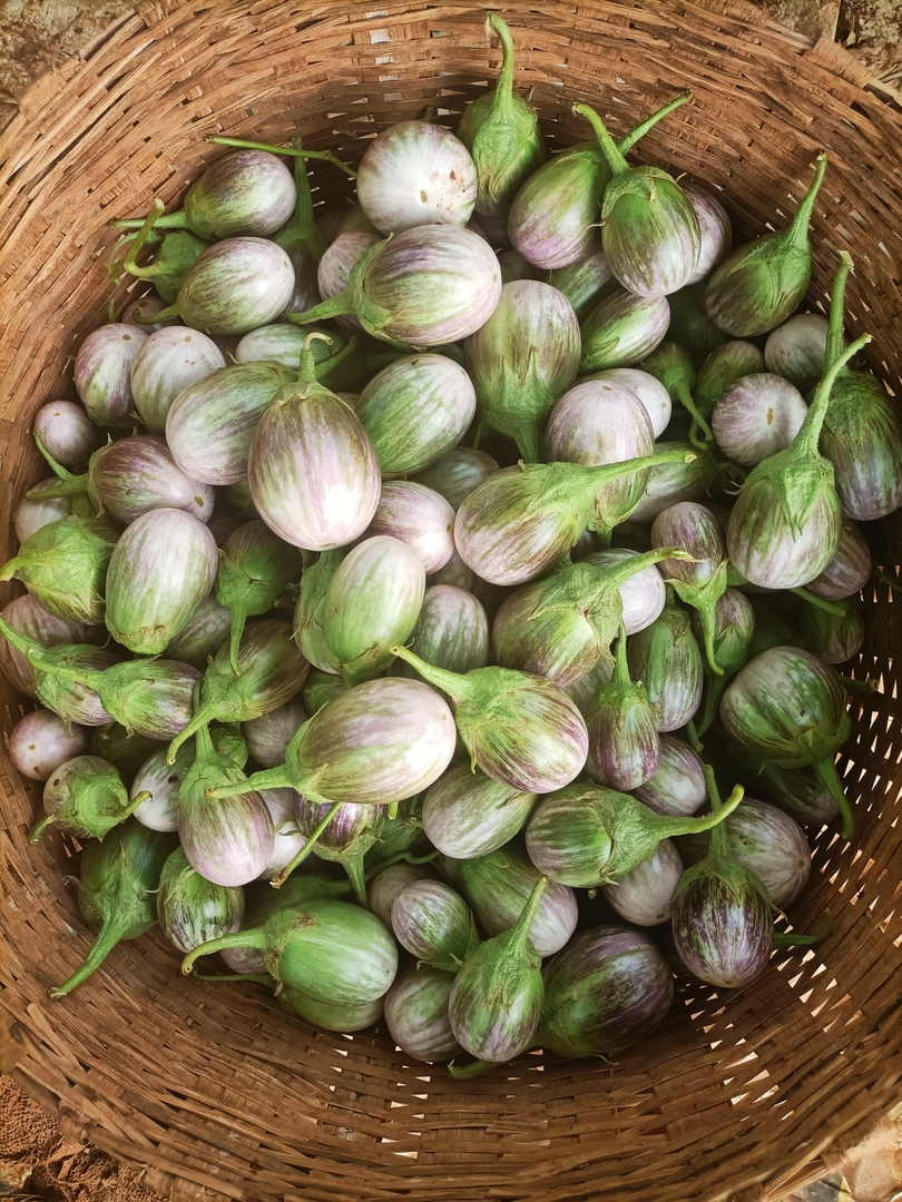 Brinjal