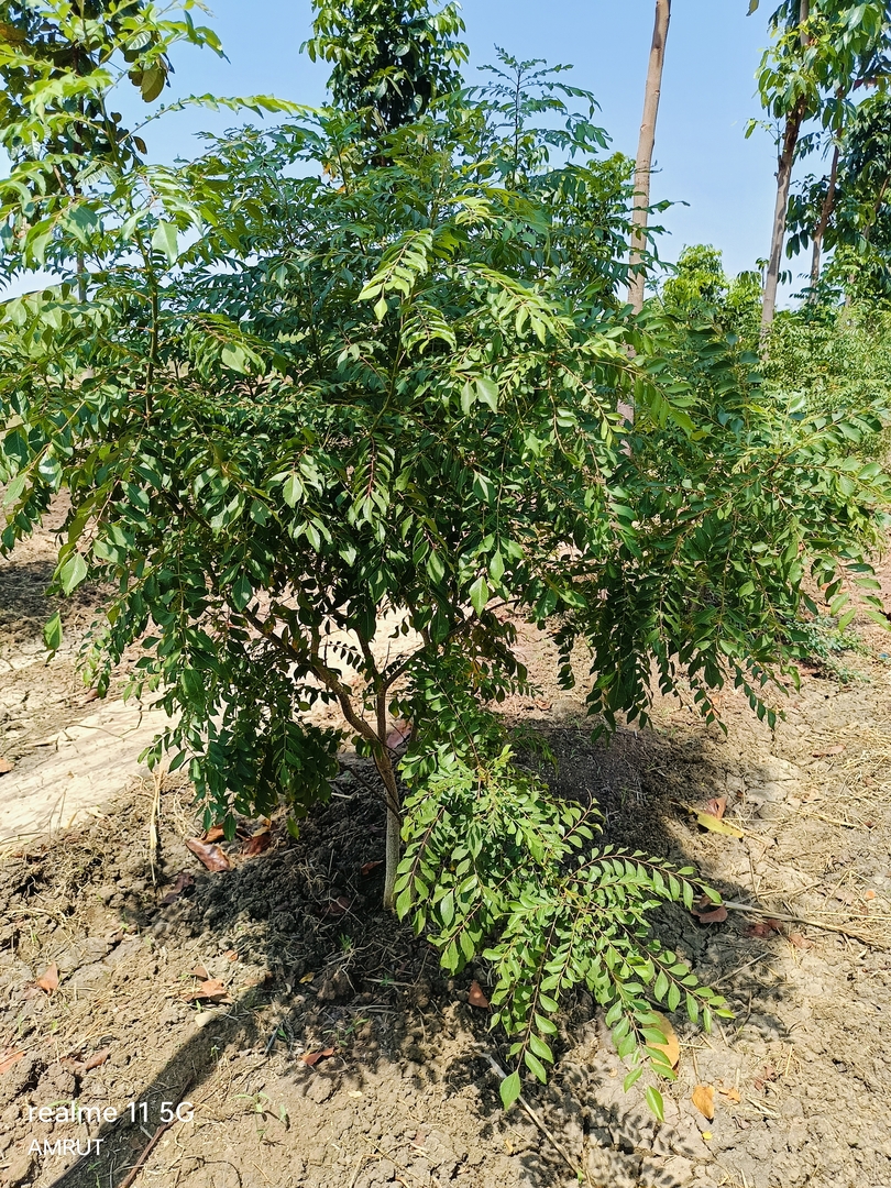 Curry Leaves