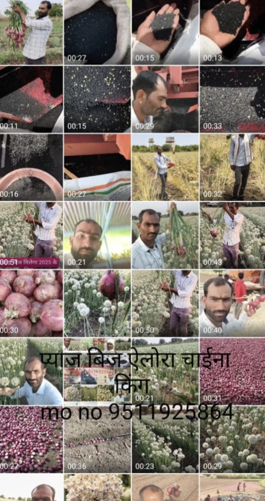 प्याज कण नाशिक लाल और गर्मीवाला देशी प्रशांत