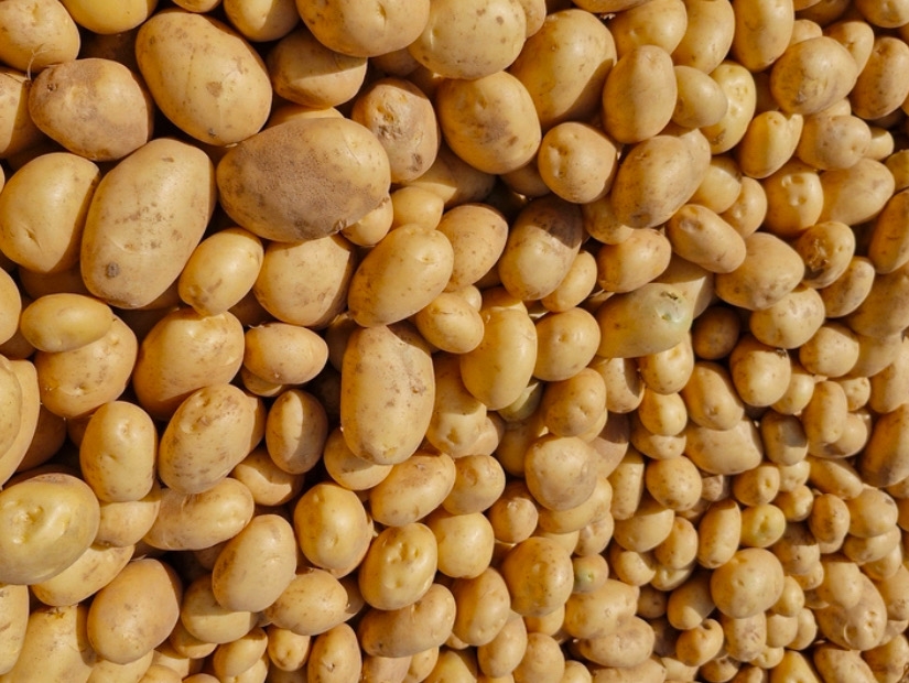 Diamond Potato, Sugar, Free