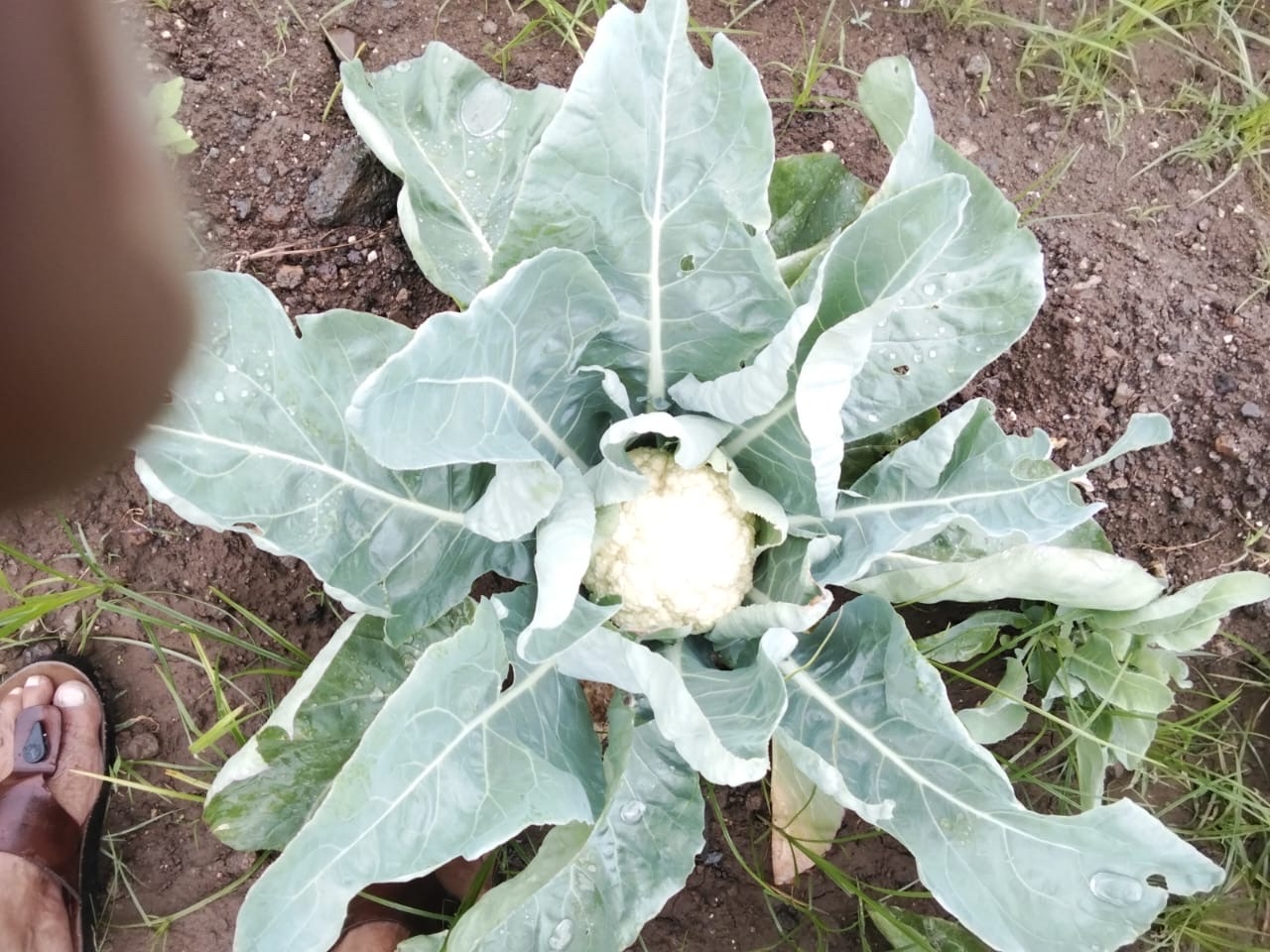 Cauliflower For Sell 30 Ton