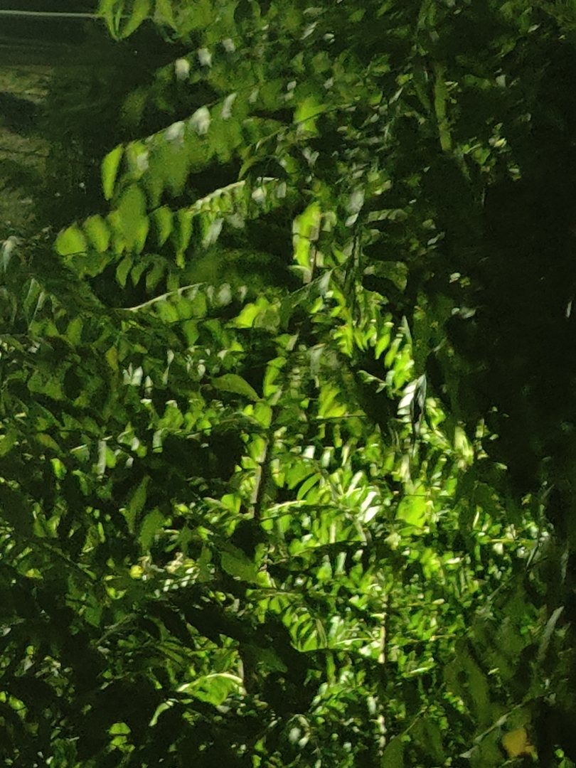 Organic Kari Patta / Meethi Neem