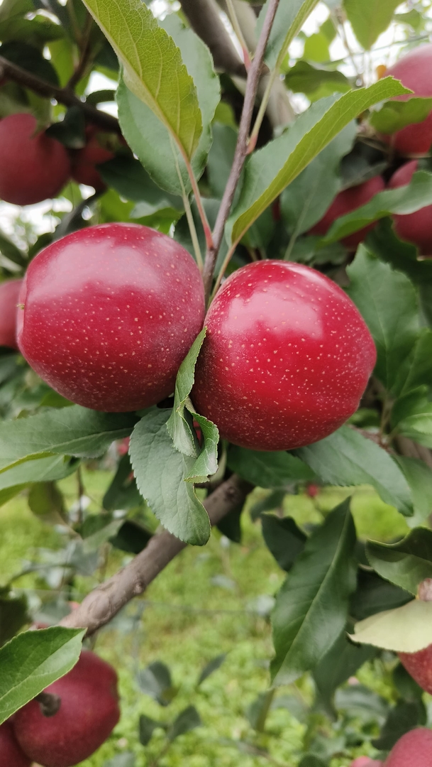 Apple Gala