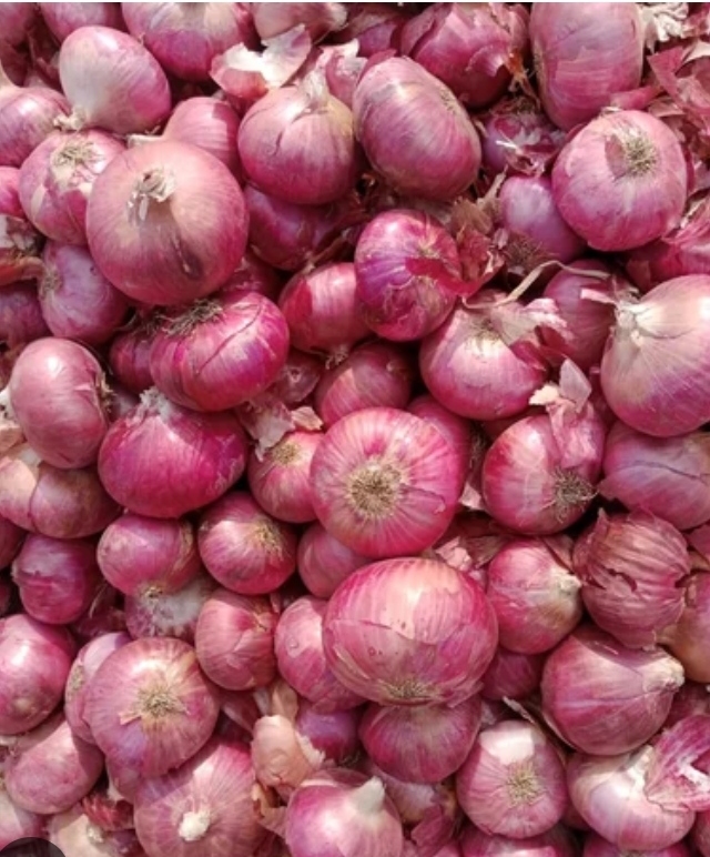 Organic onions directly from farm available for sale!