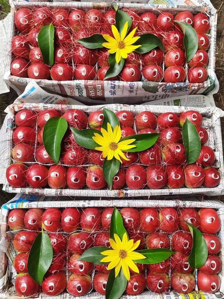 Kashmiri Apple