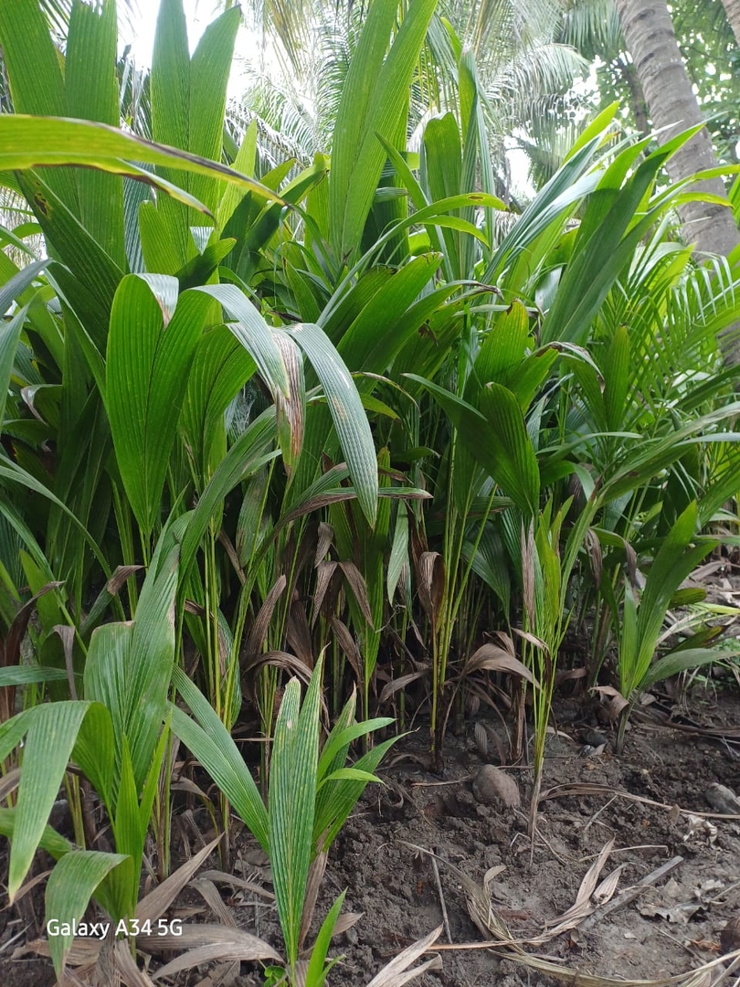 Green Coconut Plant