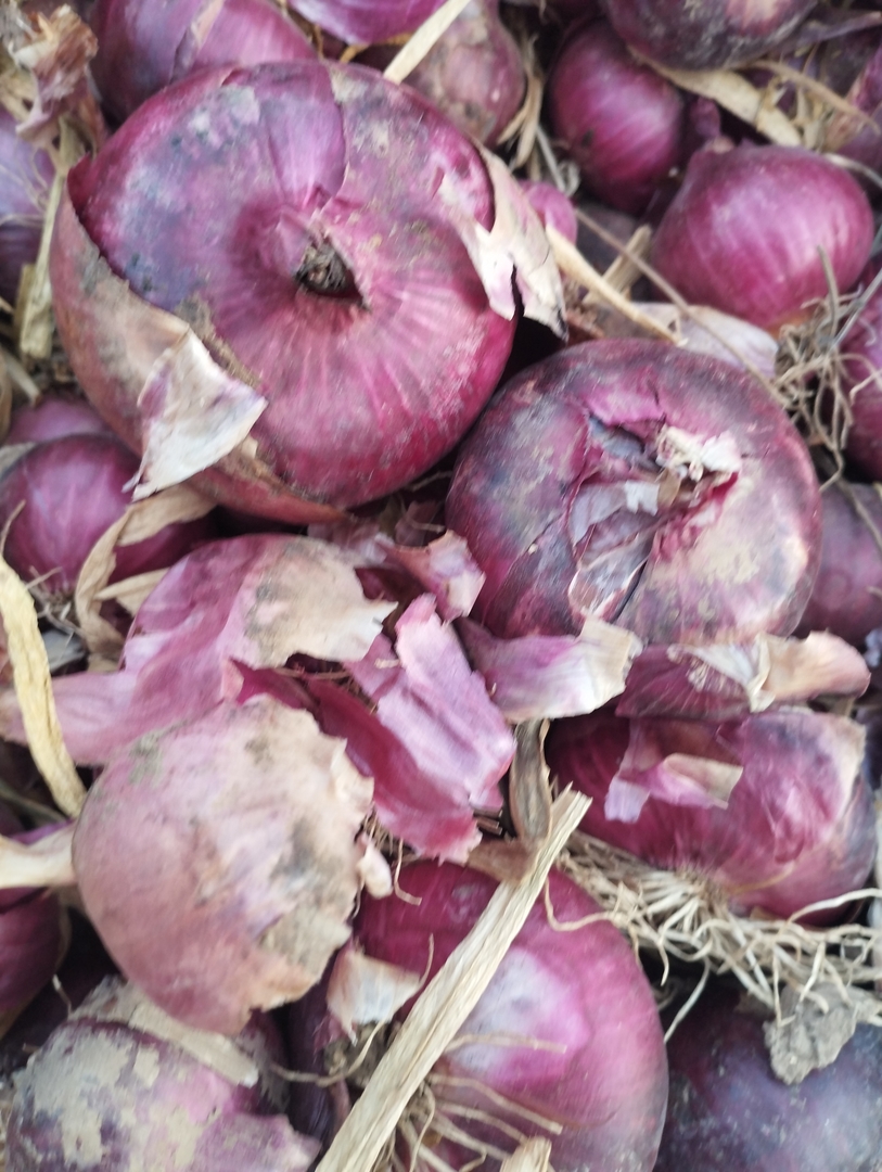 Red Onion