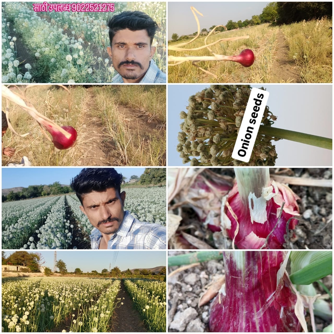 प्याज बीज कण